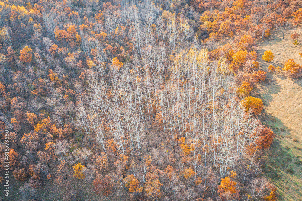 Aerial photography of the autumn forest in Aershan, Daxinganling Mountains