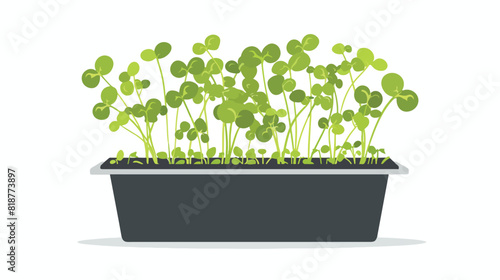 Arugula microgreens growing in container. Rucola micr photo