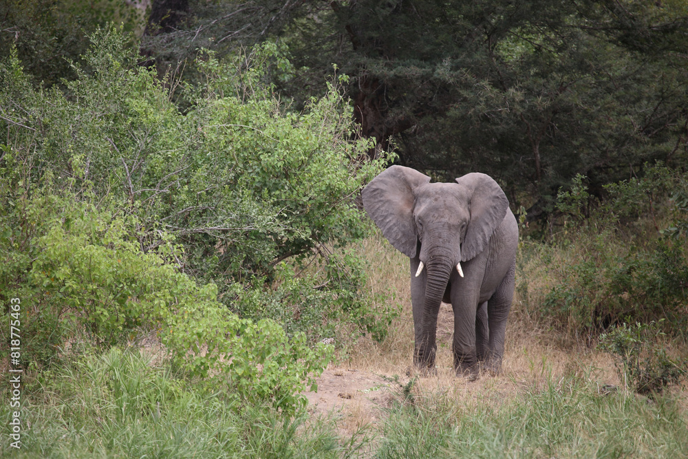 Obraz premium Afrikanischer Elefant / African elephant / Loxodonta africana
