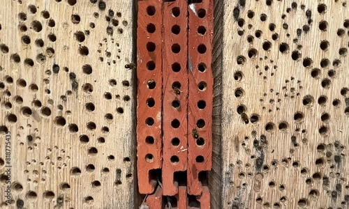 horned mason bee, Osmia cornuta, Insect hotel photo