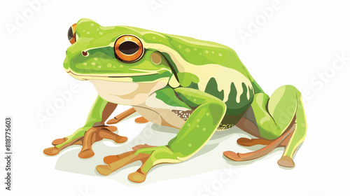 Australian Litoria green tree frog. Treefrog amphibia