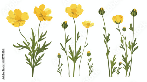 Tall giant common buttercup flower. Meadow floral pla