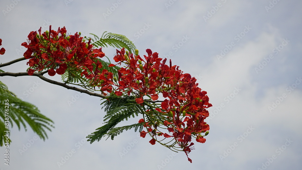 Close-up of red Delonix regia flowers blooming Close-up of red Delonix regia flowers blooming