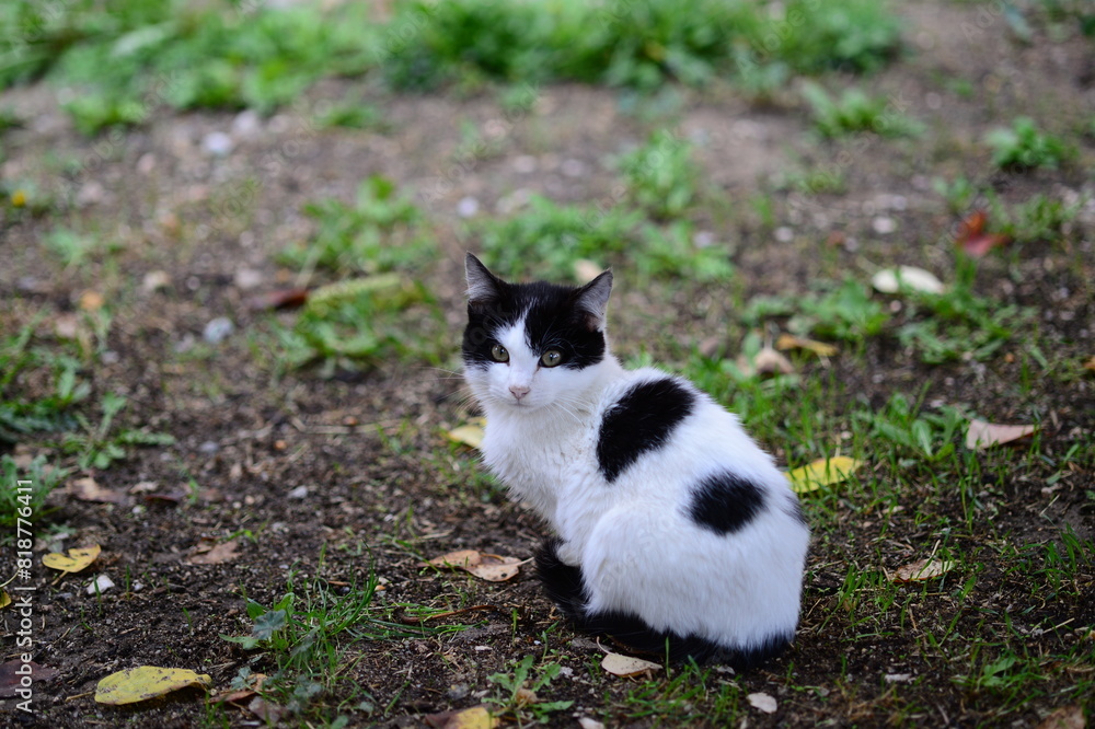 Black and white feline staring directly at the camera while seated on the ground Black and white feline staring directly at the camera while seated on the ground