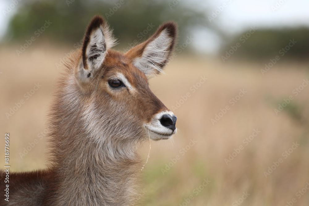 Wasserbock / Waterbuck / Kobus ellipsiprymnus.. Wasserbock / Waterbuck / Kobus ellipsiprymnus..