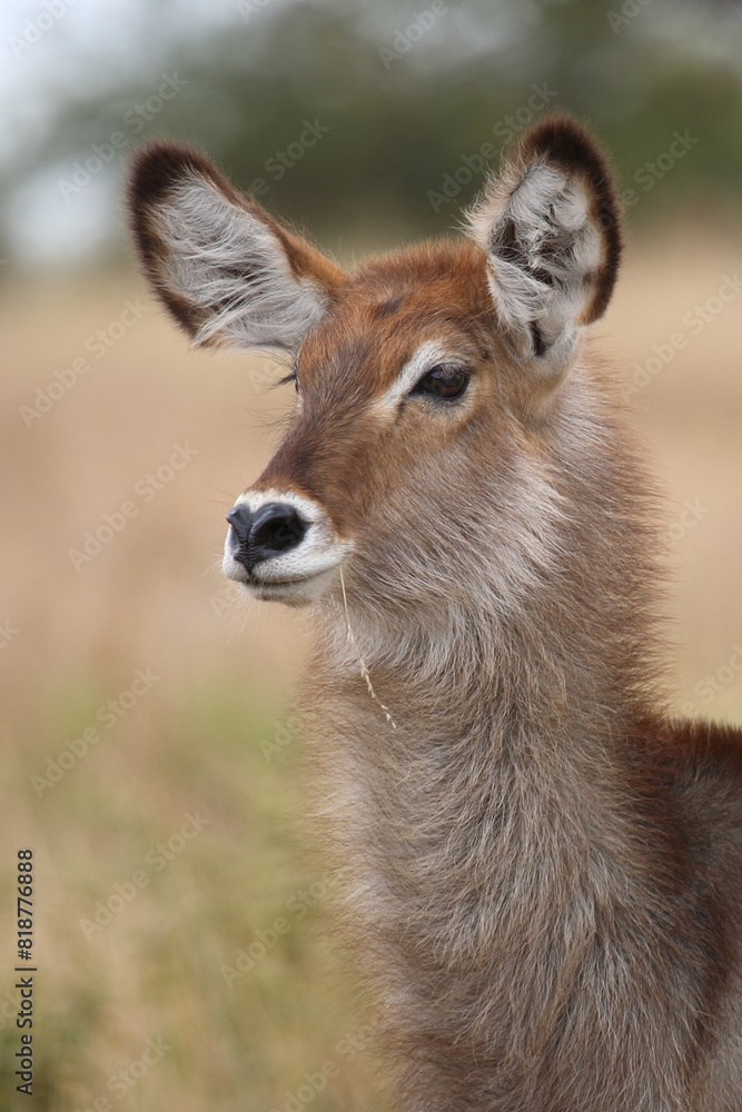 Wasserbock / Waterbuck / Kobus ellipsiprymnus.. Wasserbock / Waterbuck / Kobus ellipsiprymnus..