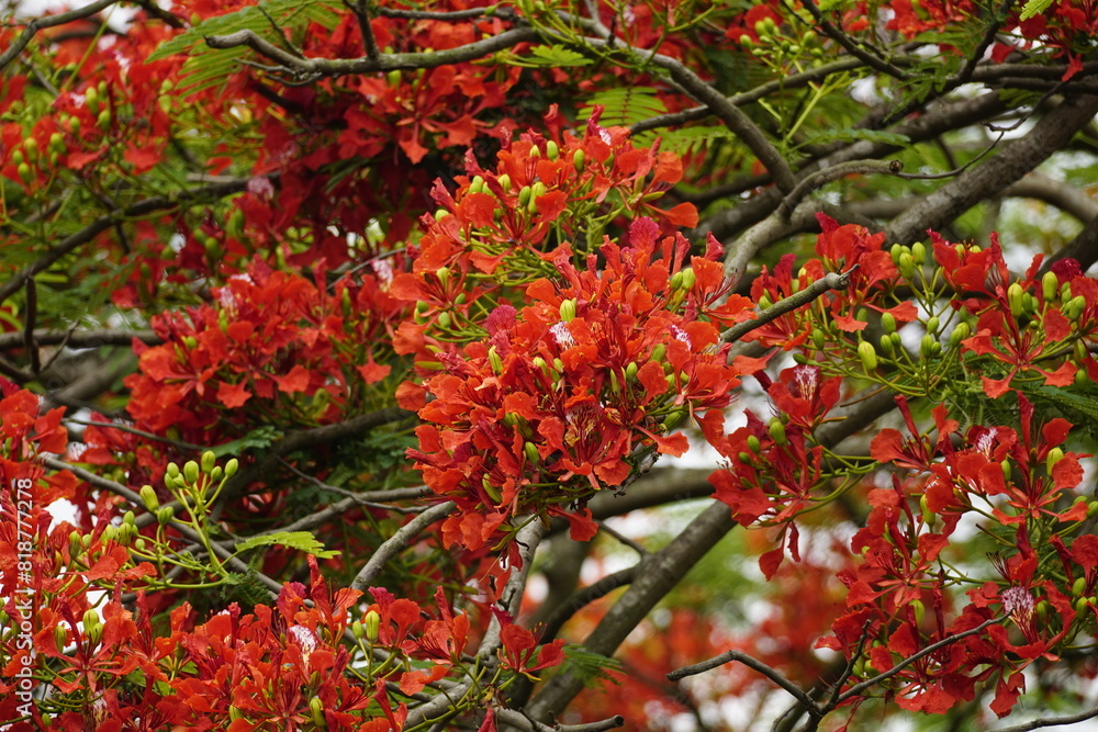 Close-up of red Delonix regia flowers blooming Close-up of red Delonix regia flowers blooming