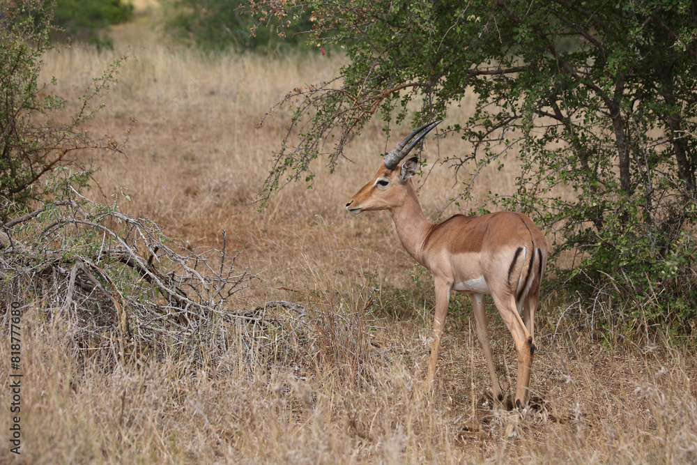 Fototapeta premium Schwarzfersenantilope / Impala / Aepyceros melampus
