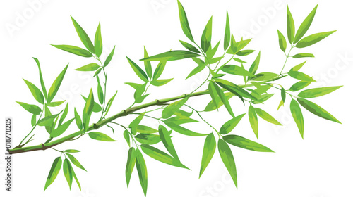 Bamboo branch green leaves. Decorative exotic leaf 