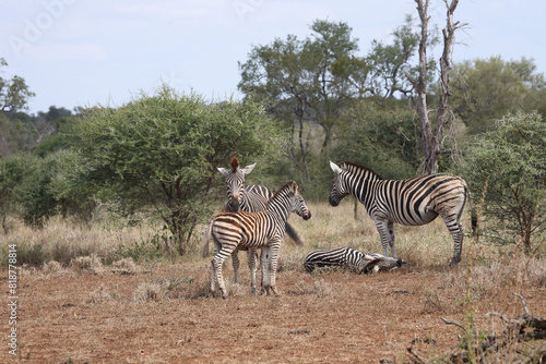 Steppenzebra   Burchell s zebra   Equus quagga burchellii.