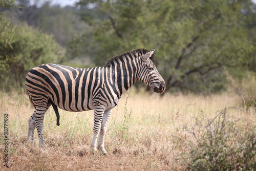 Steppenzebra   Burchell s zebra   Equus quagga burchellii