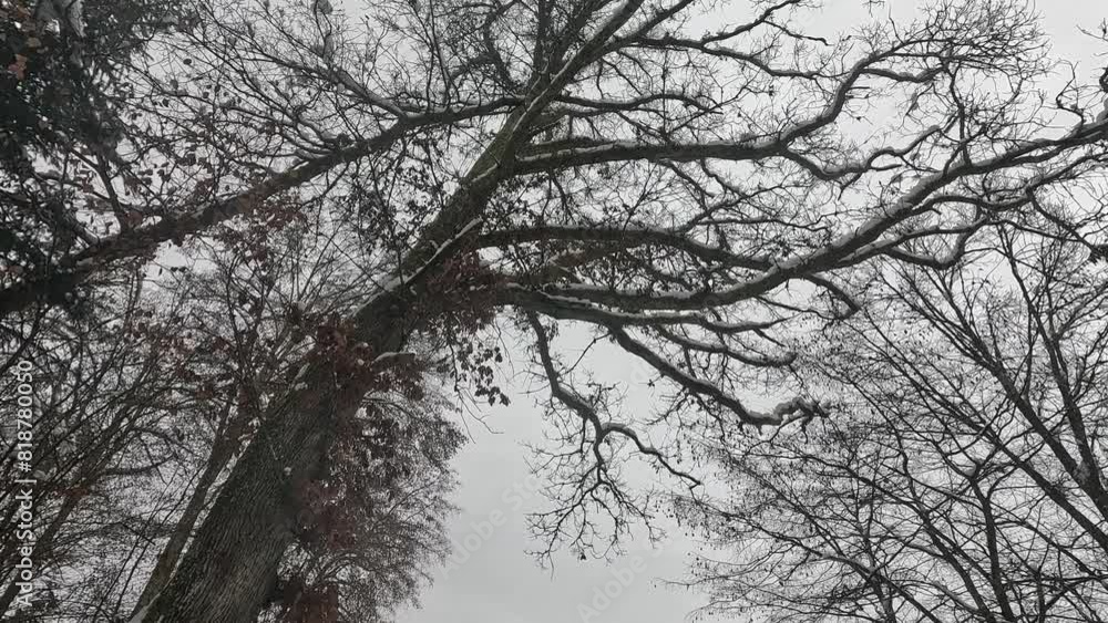 Low angle shot of snow covering bare branches of leafless autumn trees under cloudy sky in daytime Low angle shot of snow covering bare branches of leafless autumn trees under cloudy sky in daytime