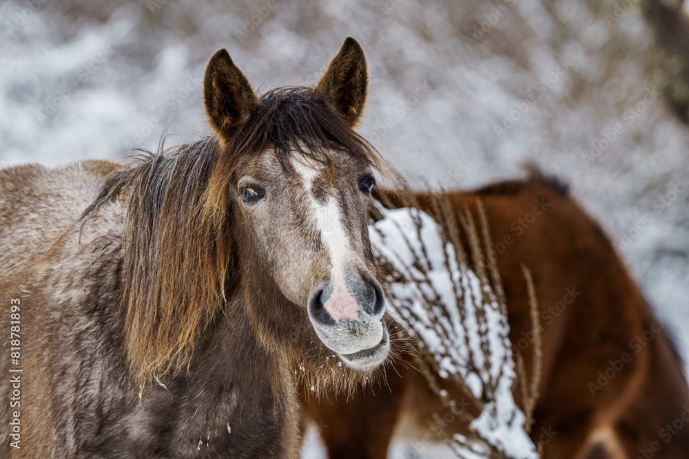 two horses standing in the snow near one another with their faces covered by the snow two horses standing in the snow near one another with their faces covered by the snow