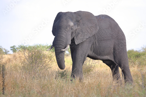 Afrikanischer Elefant   African elephant   Loxodonta africana