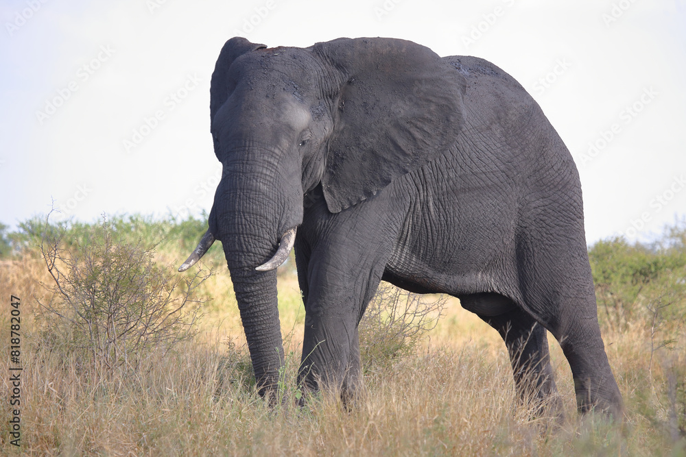 Obraz premium Afrikanischer Elefant / African elephant / Loxodonta africana