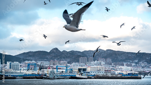 seagulls soaring over a serene body of water, Happiness Park, Weihai City, Shandong Province, China photo