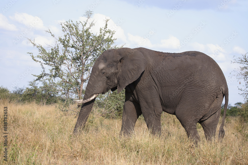 Afrikanischer Elefant / African elephant / Loxodonta africana Afrikanischer Elefant / African elephant / Loxodonta africana
