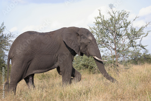 Afrikanischer Elefant   African elephant   Loxodonta africana