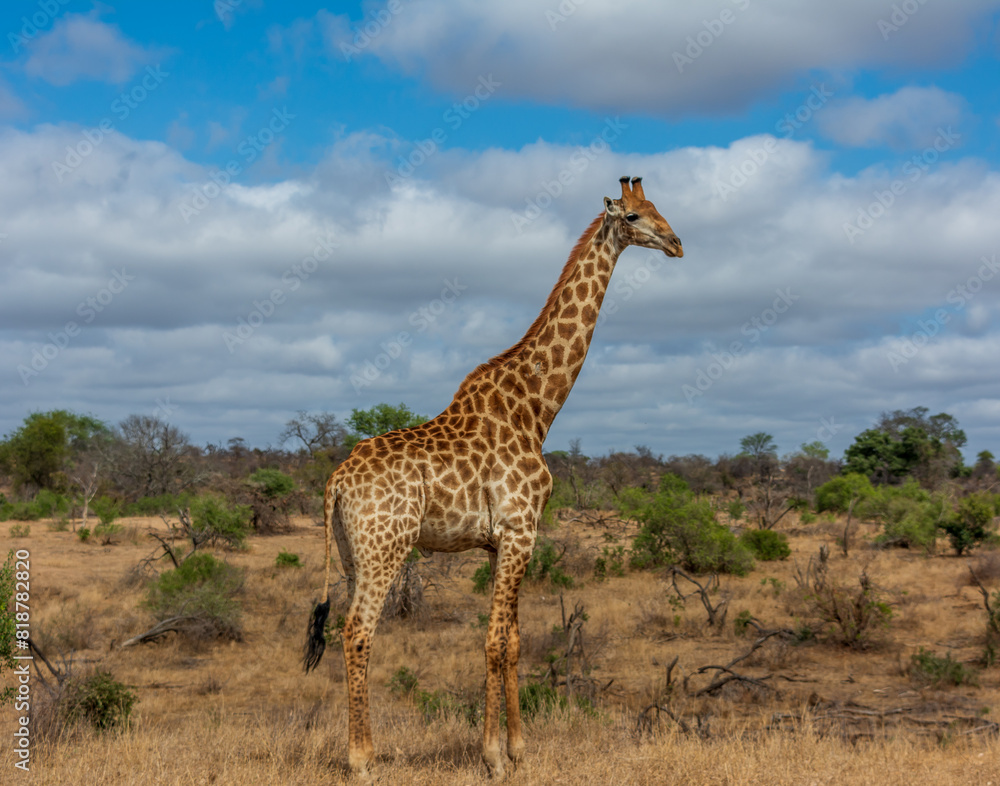 Solitary giraffe gracefully stands amidst a spacious savannah, surrounded by lush foliage Solitary giraffe gracefully stands amidst a spacious savannah, surrounded by lush foliage