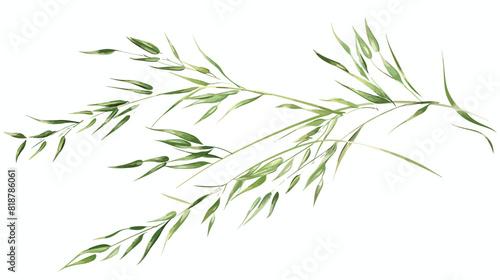 Brome grass. Bromus inermis botanical drawing. Wild 