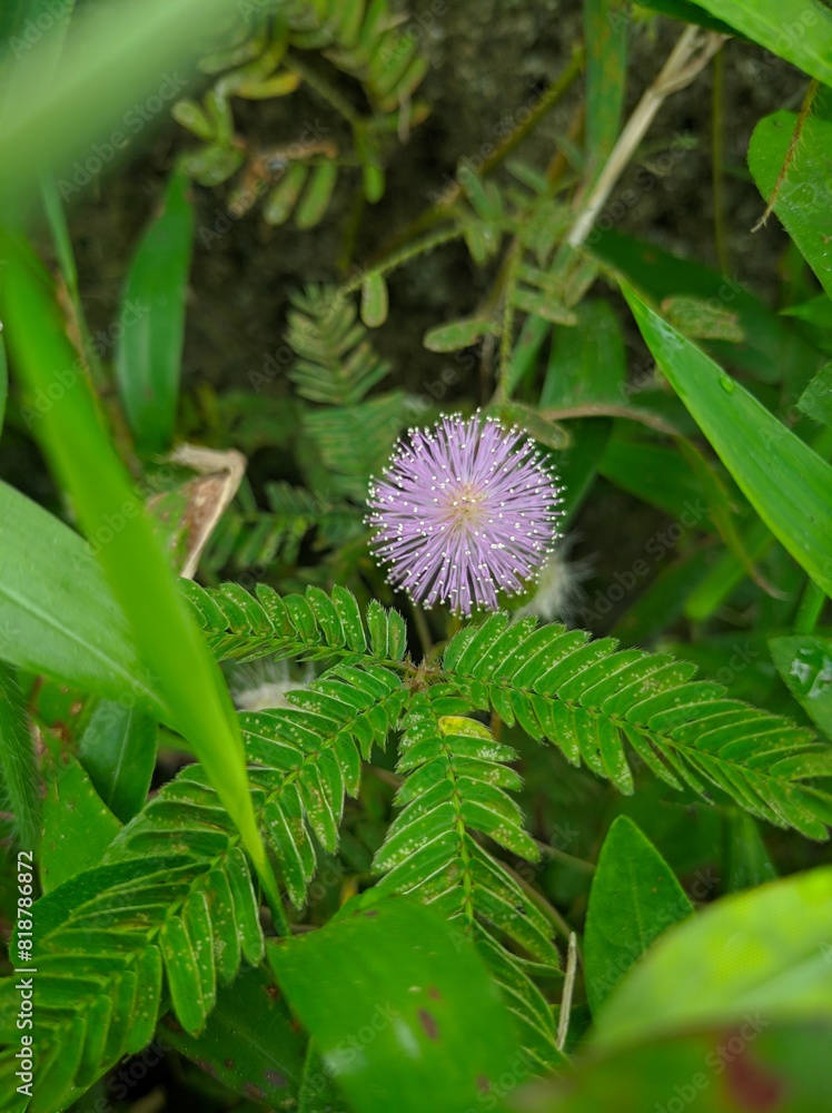 Macro photo of sensitive plants (Mimosa pudica L) Macro photo of sensitive plants (Mimosa pudica L)