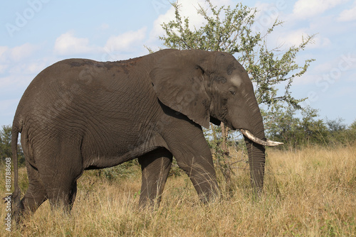 Afrikanischer Elefant / African elephant / Loxodonta africana