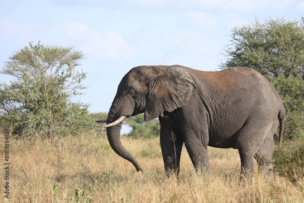 Fototapeta premium Afrikanischer Elefant / African elephant / Loxodonta africana