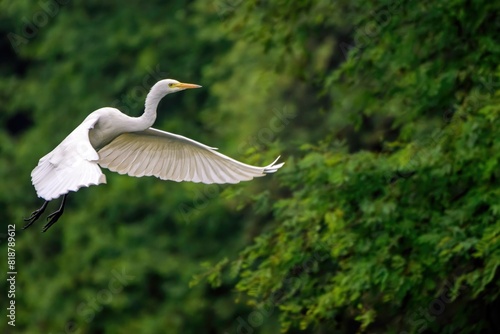 Large white Intermediate Egret with wings spread flying over lush green vegetation and trees