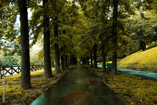 Fotografija Tranquil Tree-Lined Walkway in Parco del Valentino, Turin, Italy