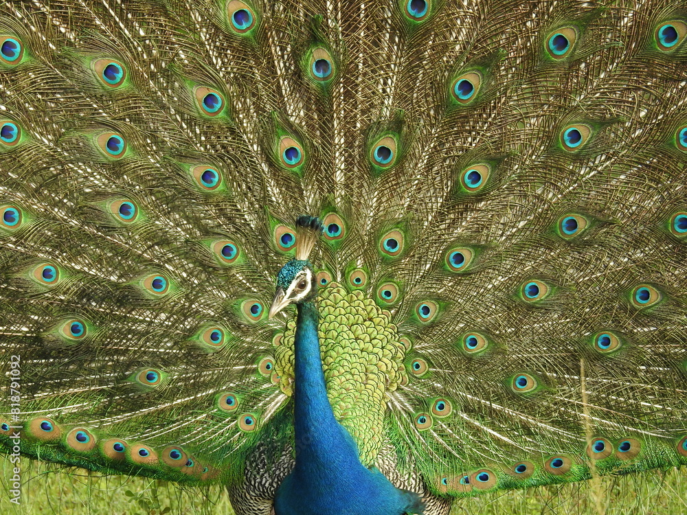 Obraz premium Male peacock with open plumage in Yala National Park in Sri Lanka.