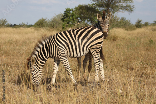 Steppenzebra   Burchell s zebra   Equus quagga burchellii.