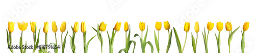 Wallpaper Mural Beautiful yellow tulips isolated on white, set Torontodigital.ca