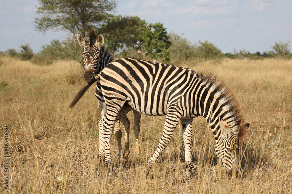 Steppenzebra / Burchell's zebra / Equus quagga burchellii. Steppenzebra / Burchell's zebra / Equus quagga burchellii.