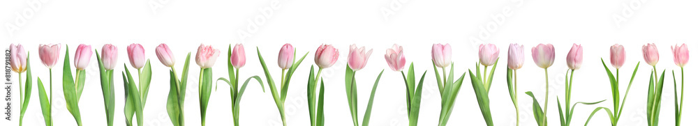 Beautiful pink tulips isolated on white, set Beautiful pink tulips isolated on white, set