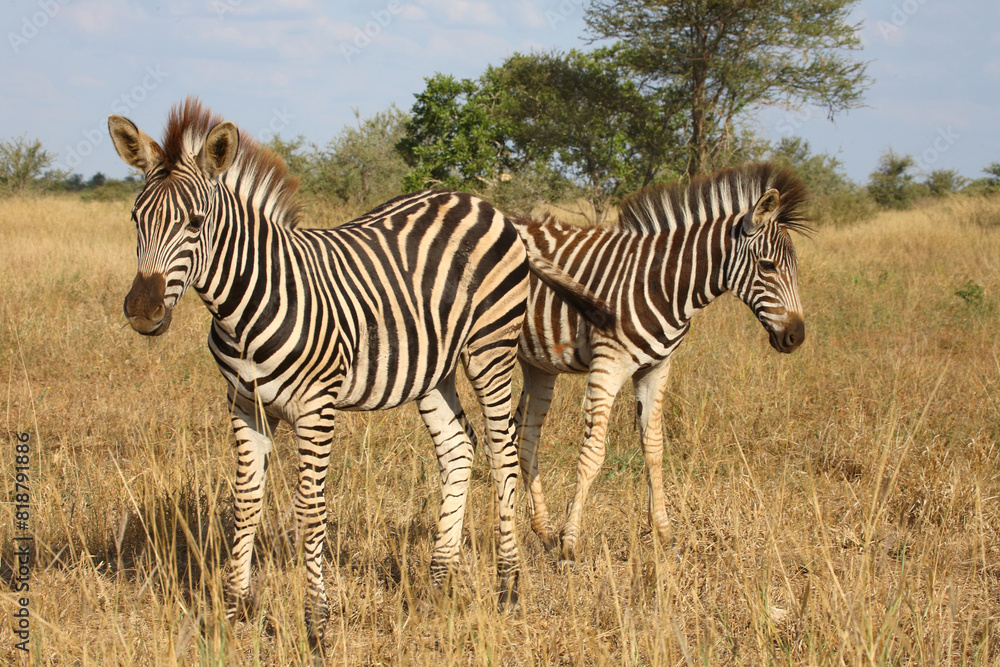 Obraz premium Steppenzebra / Burchell's zebra / Equus quagga burchellii.