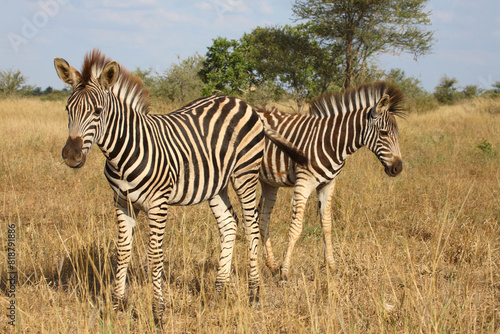 Steppenzebra   Burchell s zebra   Equus quagga burchellii.