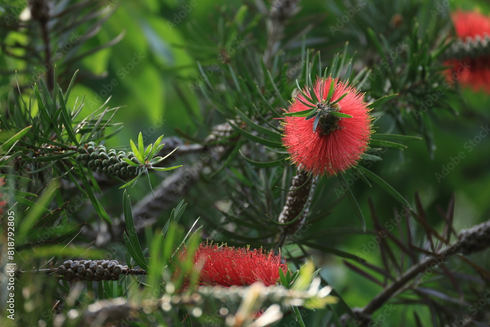 Obraz premium 赤い花をたくさんつけたマキバブラシノキ