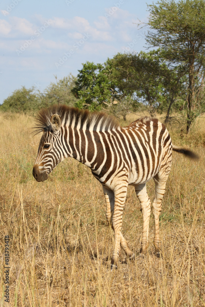 Fototapeta premium Steppenzebra / Burchell's zebra / Equus quagga burchellii.