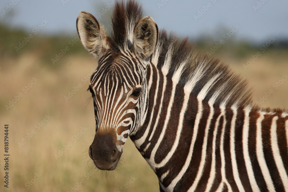 Naklejka premium Steppenzebra / Burchell's zebra / Equus quagga burchellii.