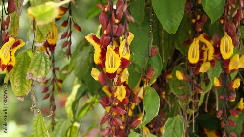 Closeup shot of Thunbergia mysorensis plants growth moving in the air photo