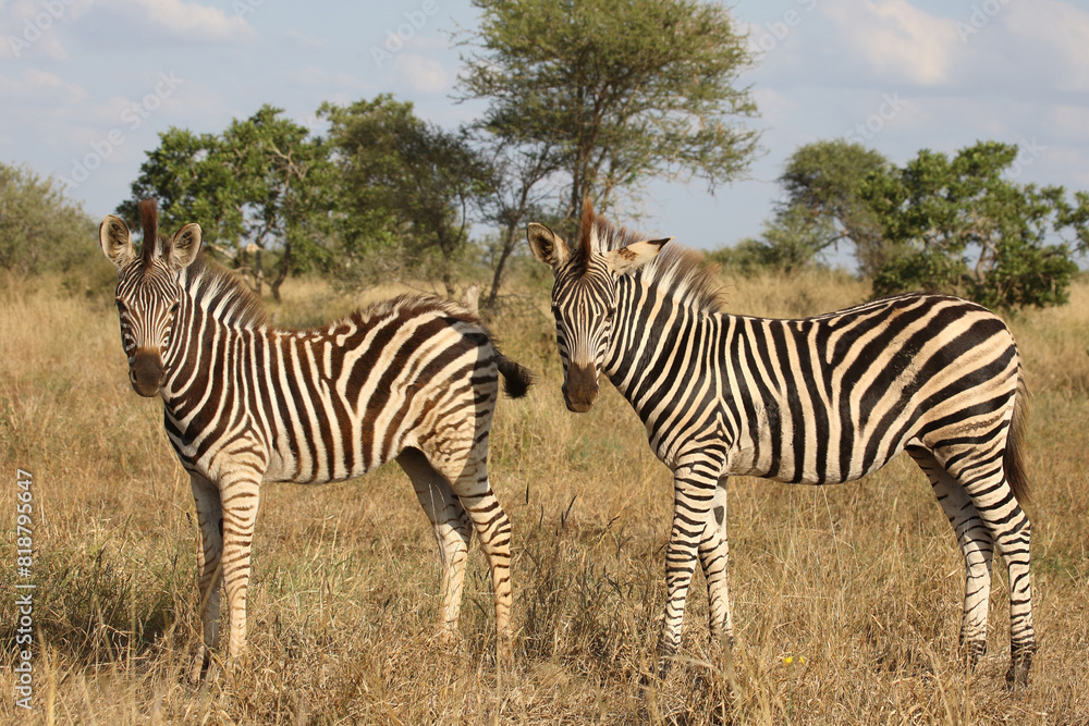 Fototapeta premium Steppenzebra / Burchell's zebra / Equus quagga burchellii.