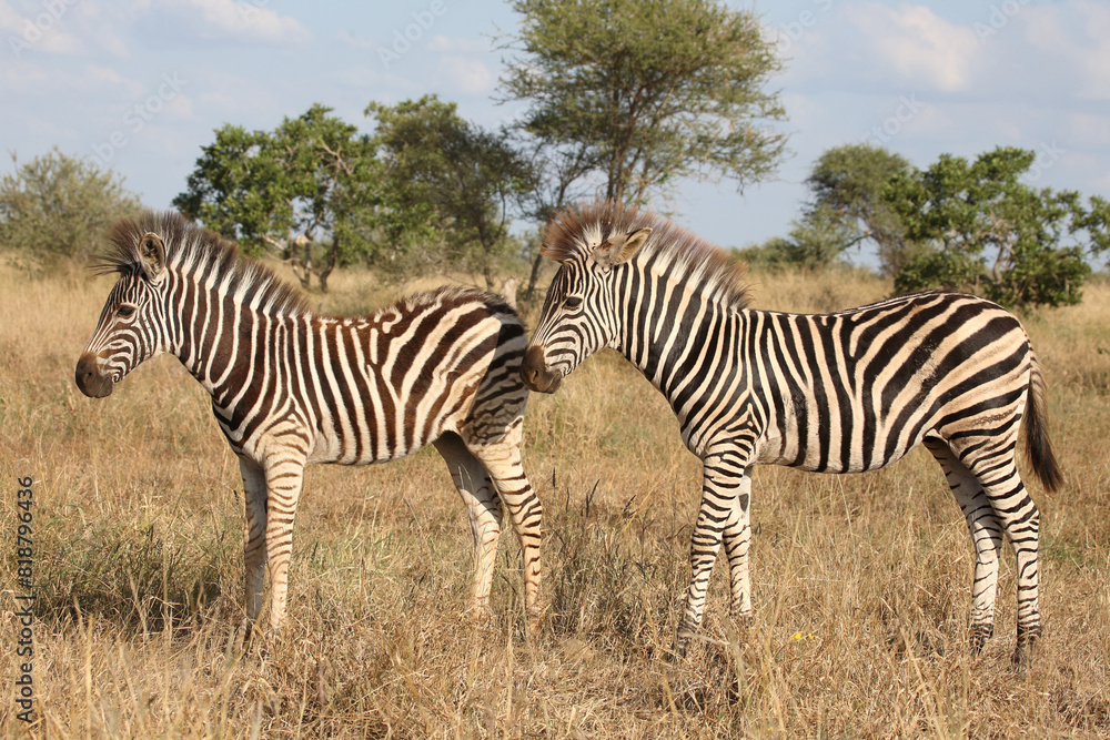 Obraz premium Steppenzebra / Burchell's zebra / Equus quagga burchellii.