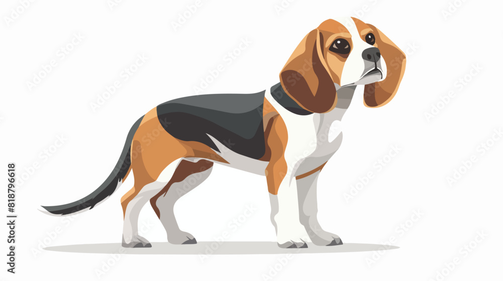 English Beagle. Lovely hunting dog or scenthound