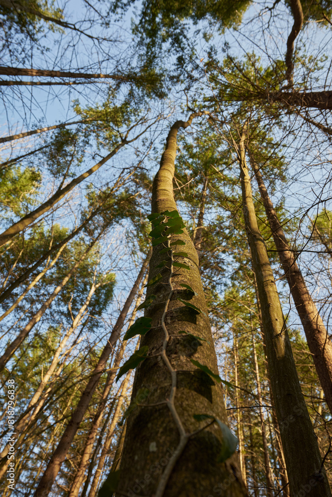 Fototapeta premium Ivy growing on the trunk of a tall tree. lights and shadows in the forest in Nera Beusnita National Park