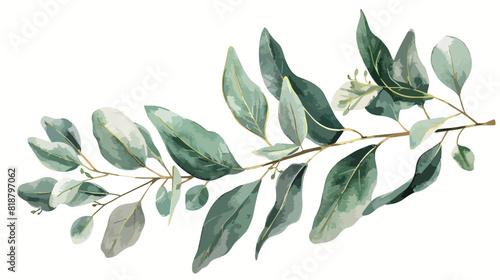 Eucalyptus branch with green leaves hand drawn on white photo