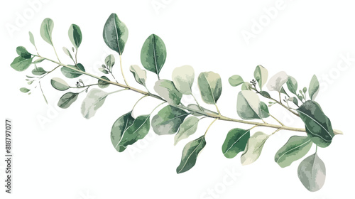 Eucalyptus branch with green leaves hand drawn on white photo