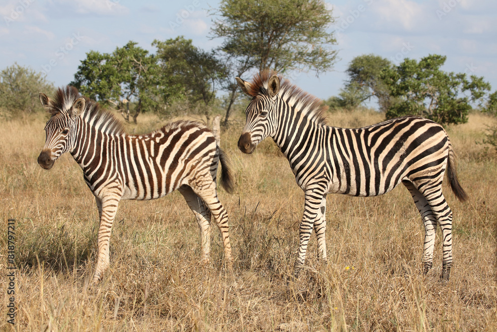 Obraz premium Steppenzebra / Burchell's zebra / Equus quagga burchellii.