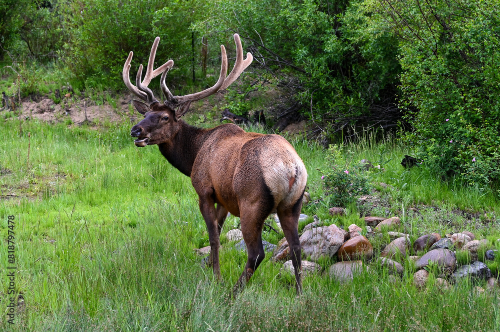 Majestic deer gracefully stands in a field beside a pile of rocks Majestic deer gracefully stands in a field beside a pile of rocks