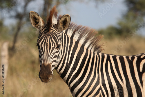 Steppenzebra   Burchell s zebra   Equus quagga burchellii.