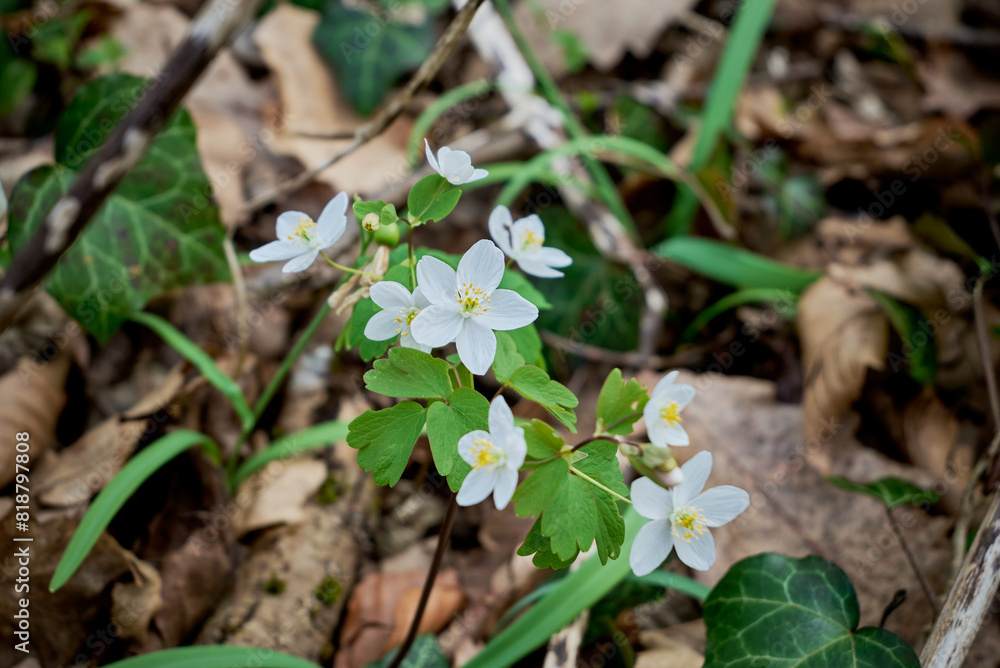 Isopyrum thalictroides in Nera Beusnita National Park Isopyrum thalictroides in Nera Beusnita National Park